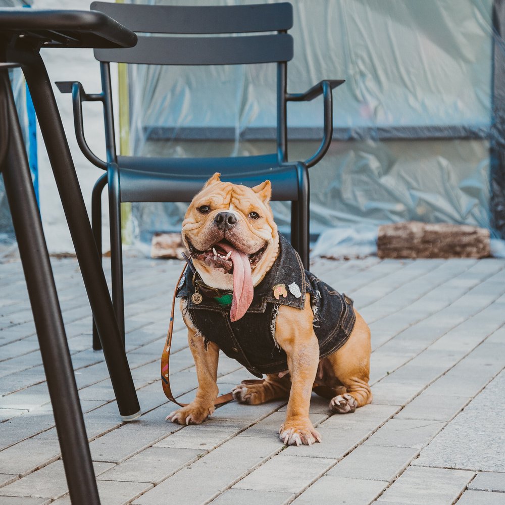 Cute pug in Bow Market